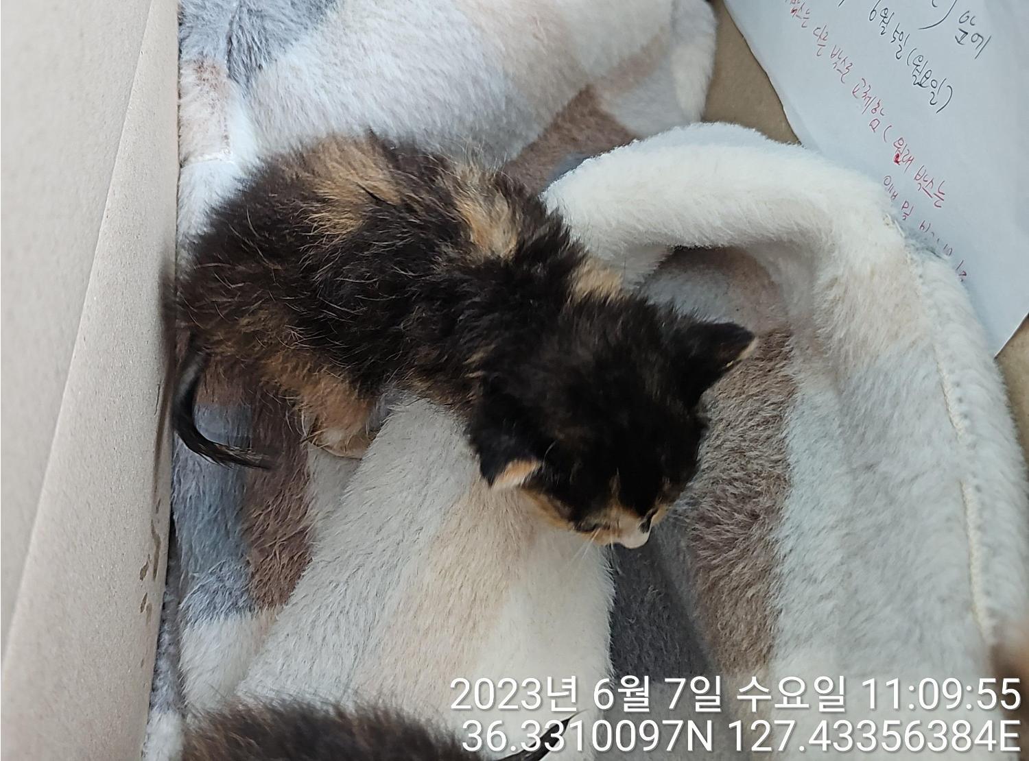 대전동물보호센터_430364202300184
